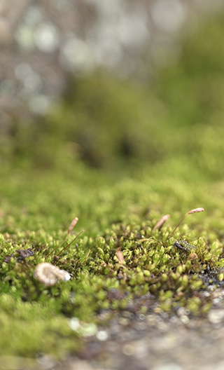 苔