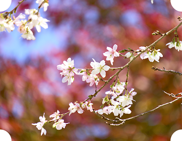 四季桜