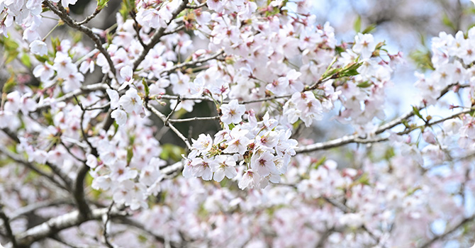 桜
