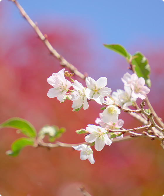 四季桜